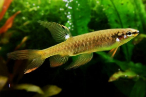 Copella arnold або стрибки haracin Copella arnold або стрибки haracin